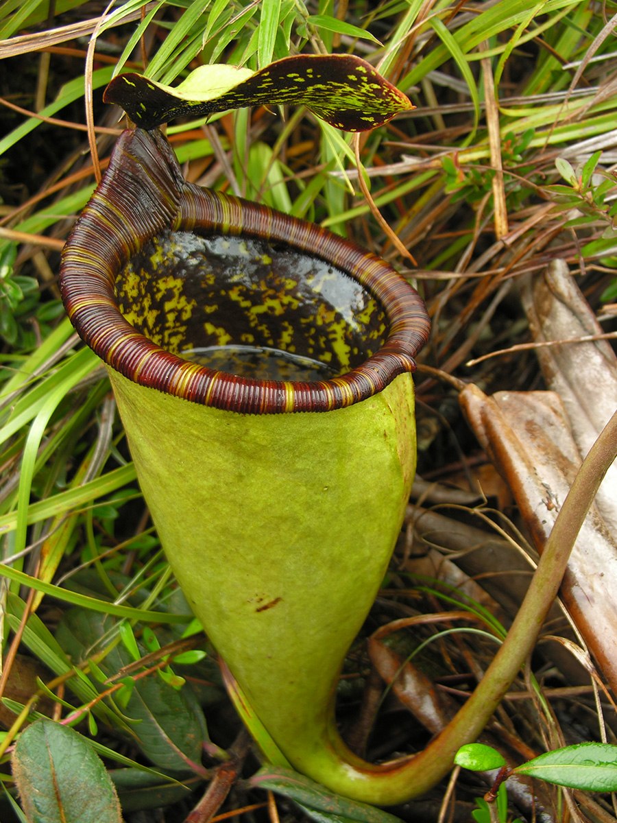 Зелёные водоросли ламинария