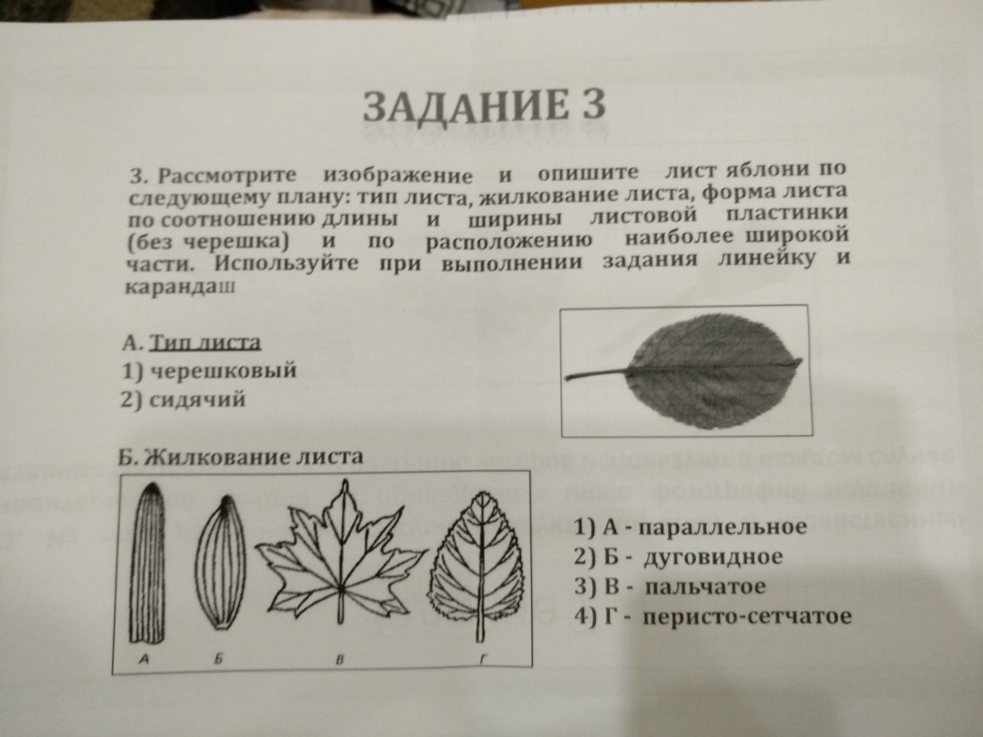 Опишите лист березы по следующему плану тип листа жилкование листа форма листа по соотношению длины