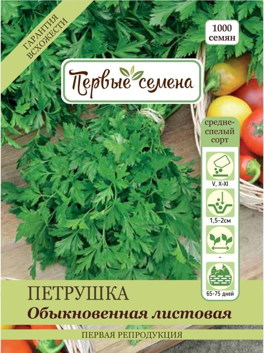 Петрушка растение