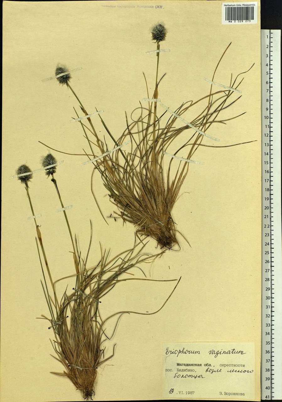 Пушица семена