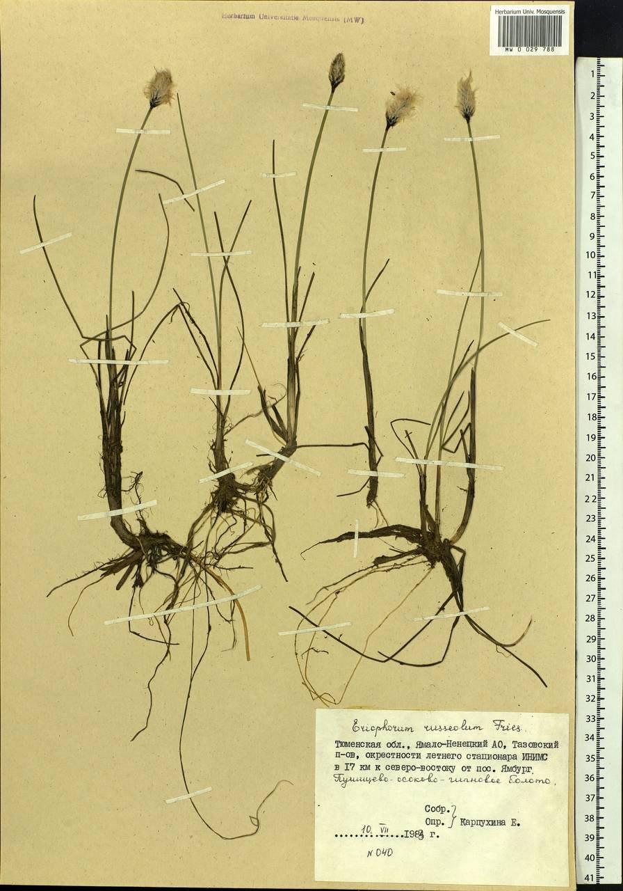 Пушица ботаника