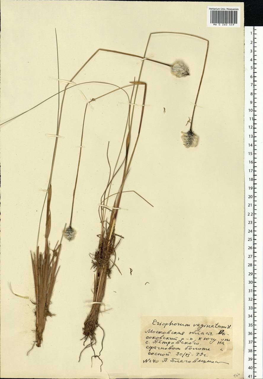 Пушица многоколосковая гербарий