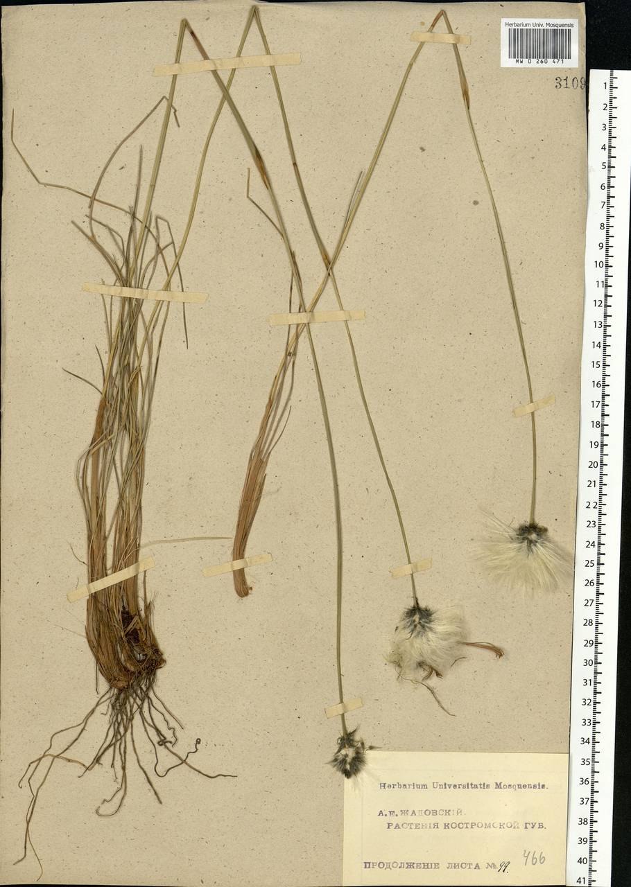 Пушица узколистная