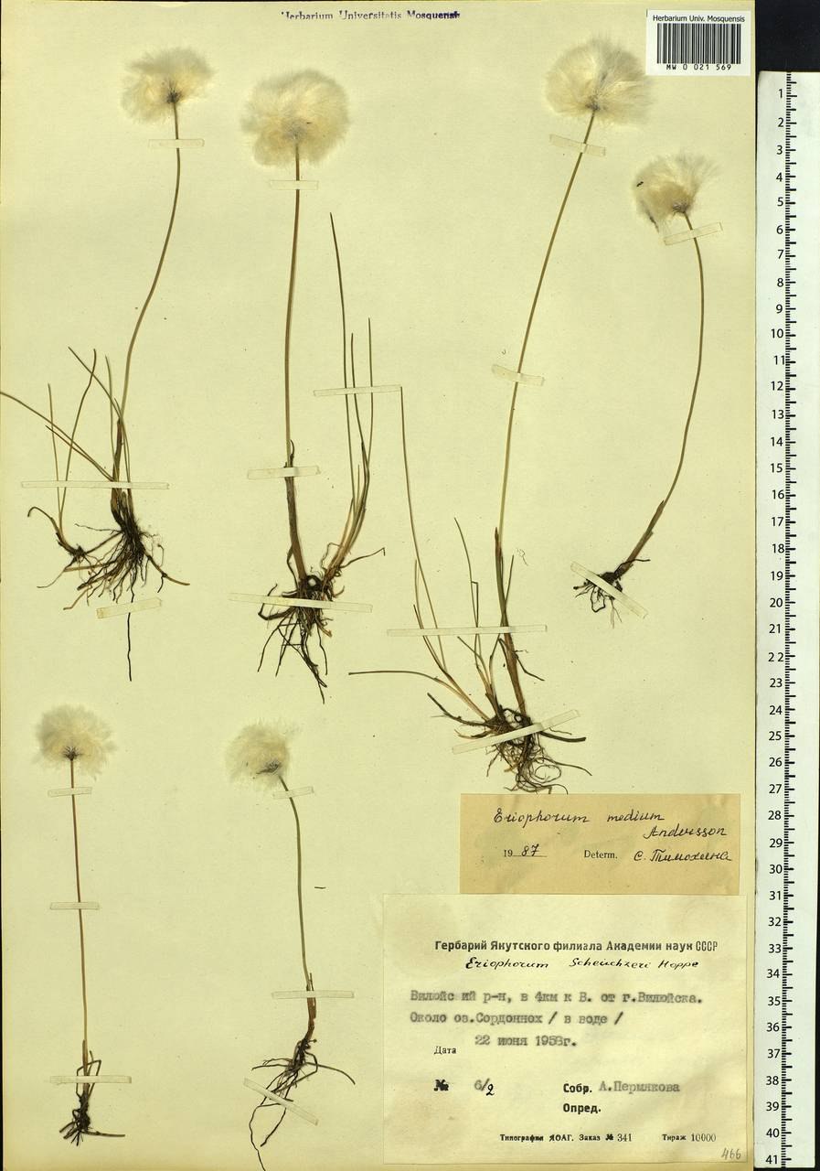 Диаграмма пушицы влагалищной