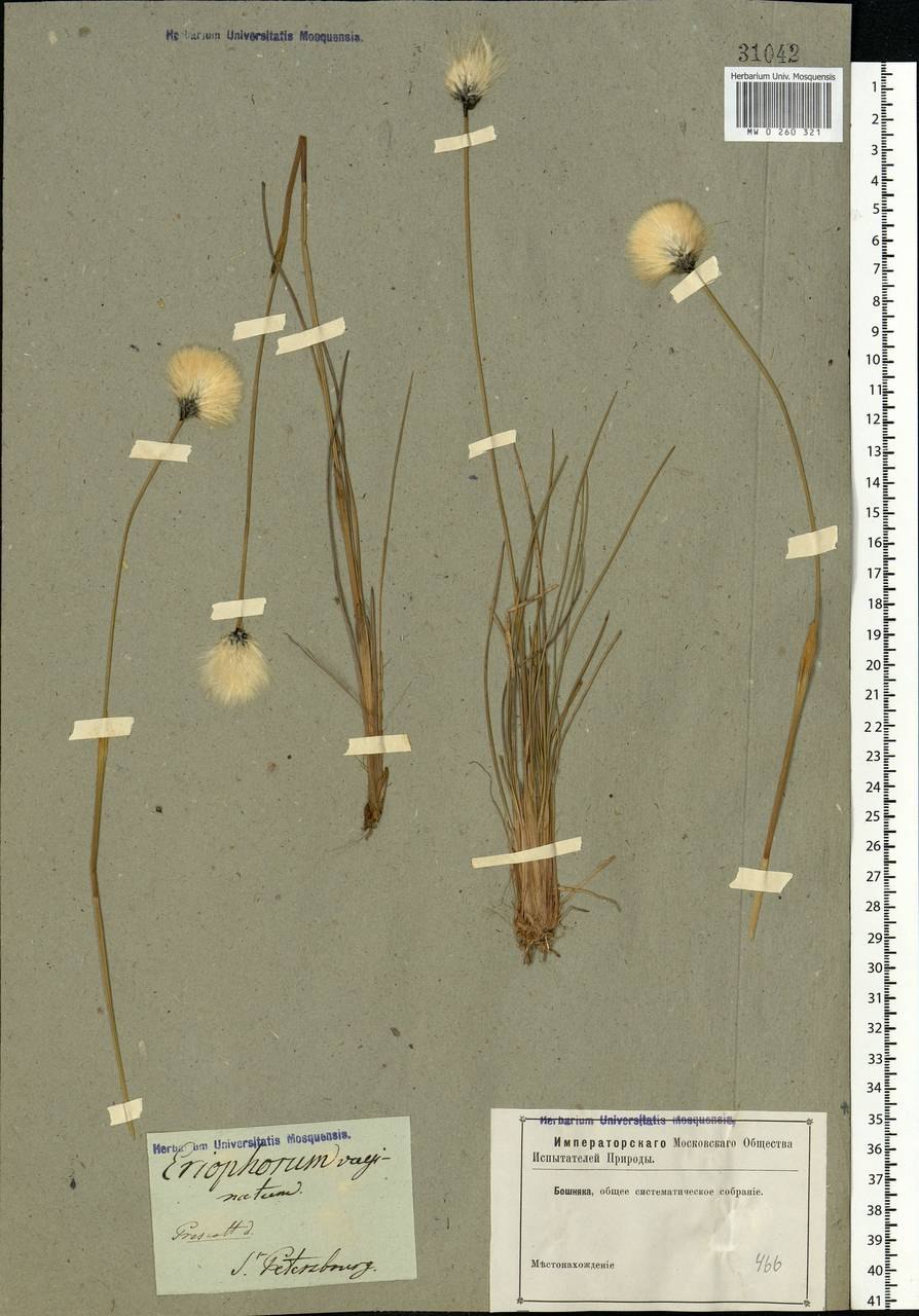 Пушица Пухонос