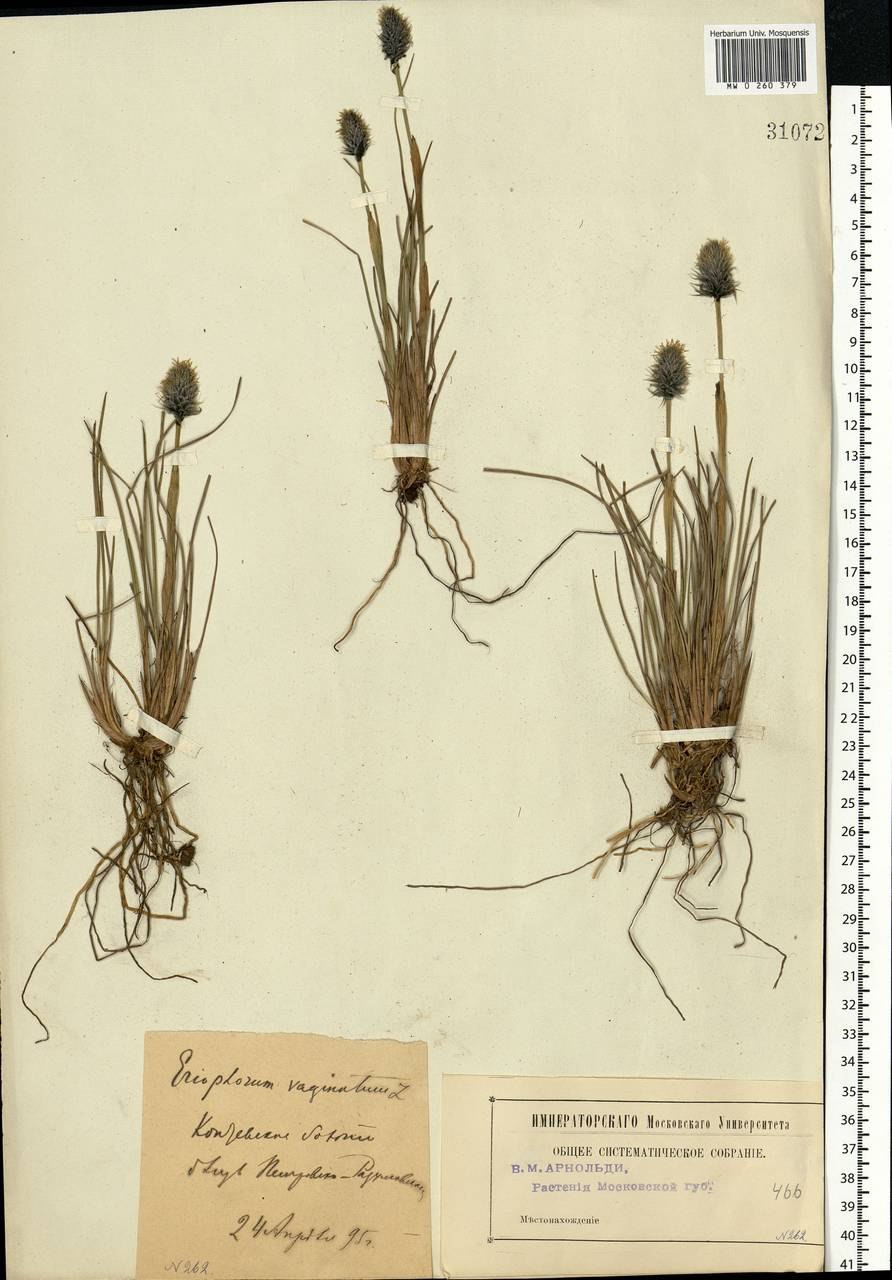 Что такое влагалищный цветок