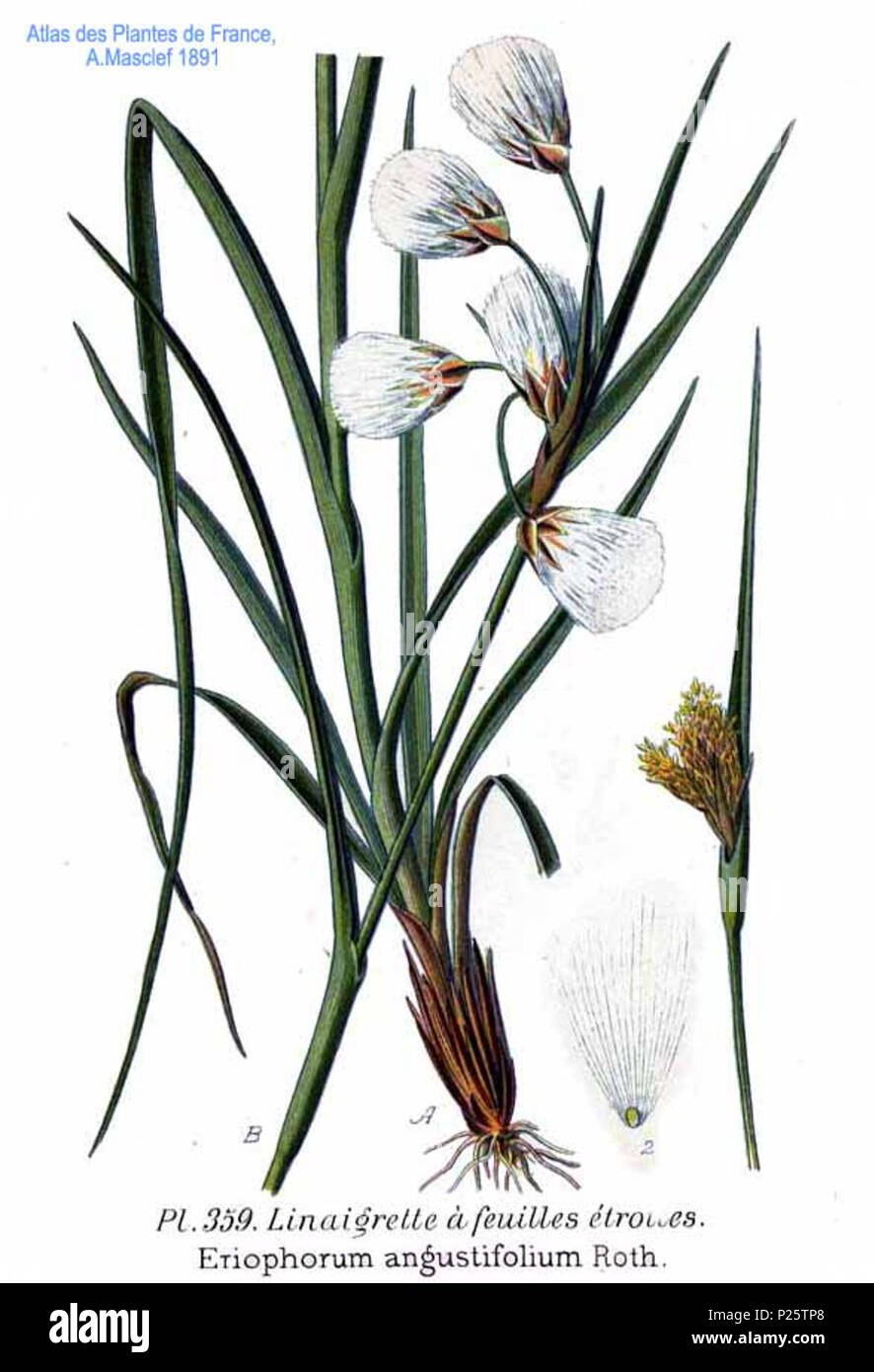 Пушица стройная формула цветка