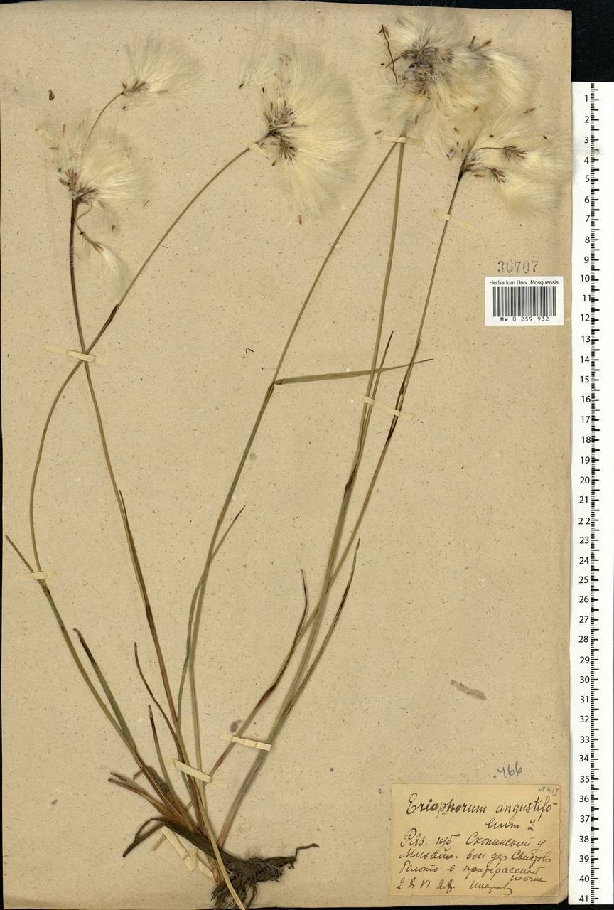 Пушица строение растения