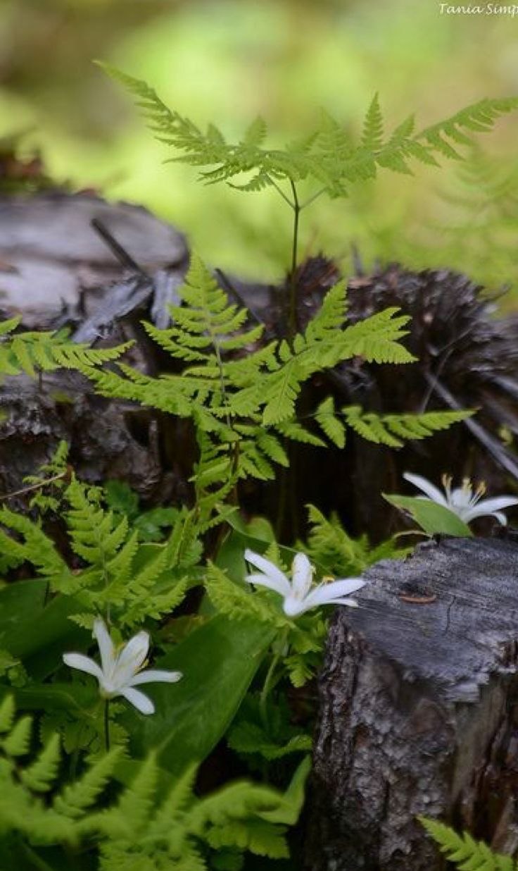Папоротник дикий Цветущий