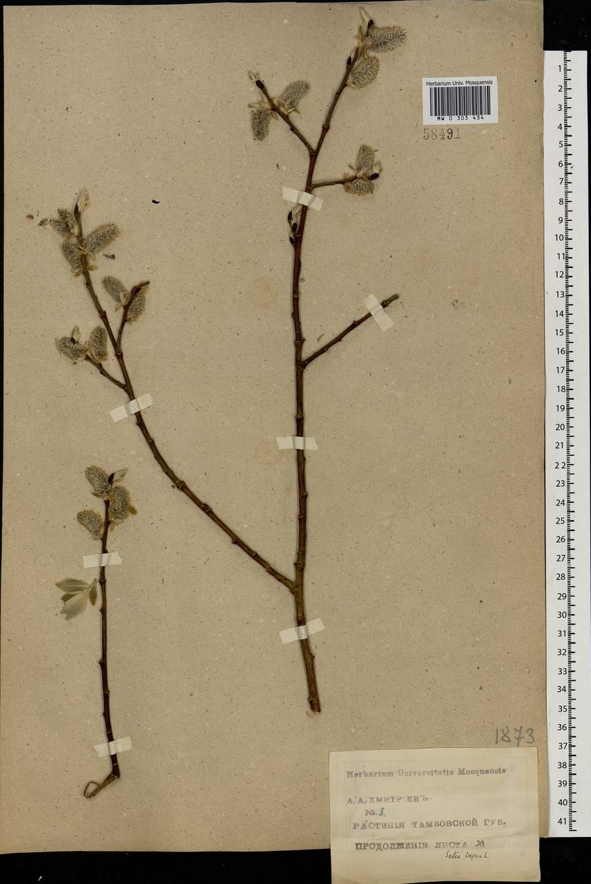 Ива шаровидная саженцы