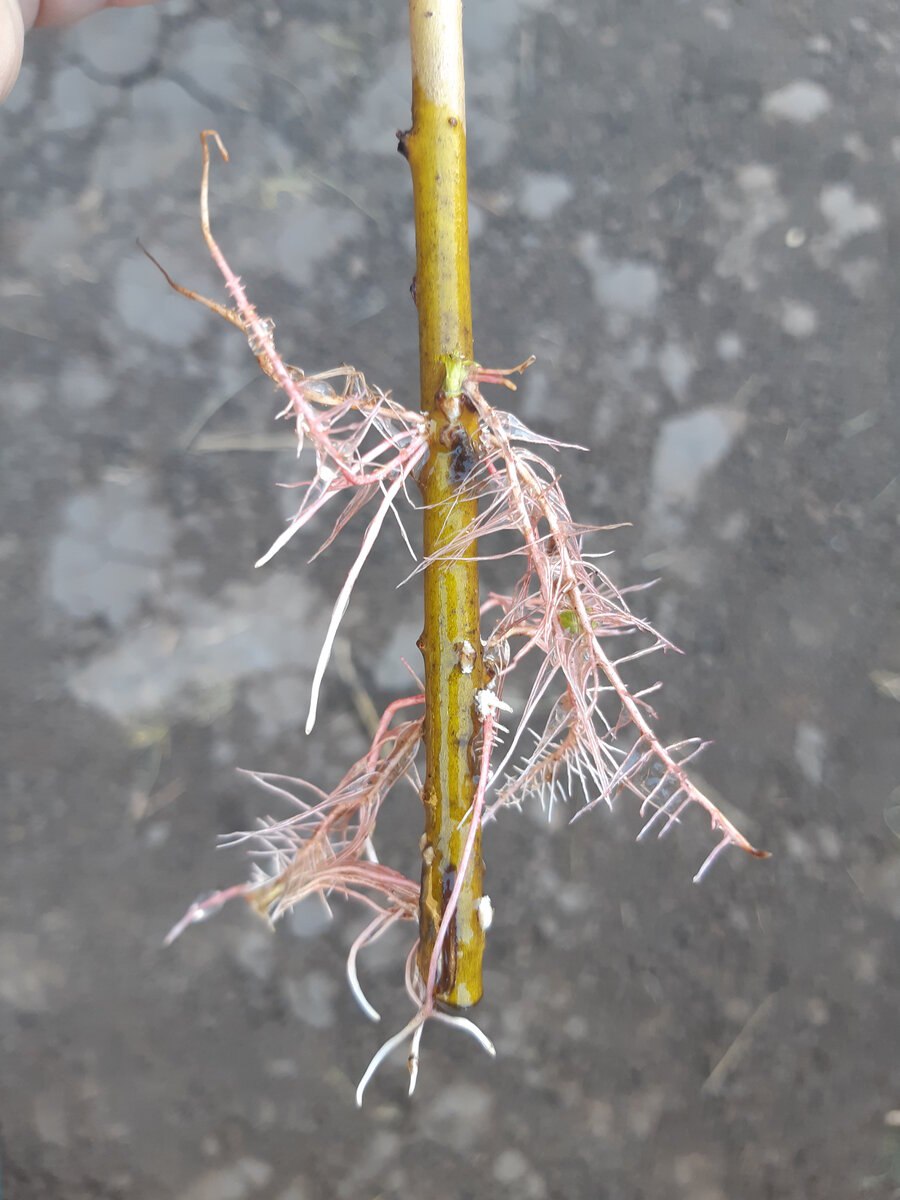 Черенки Ива укорененная