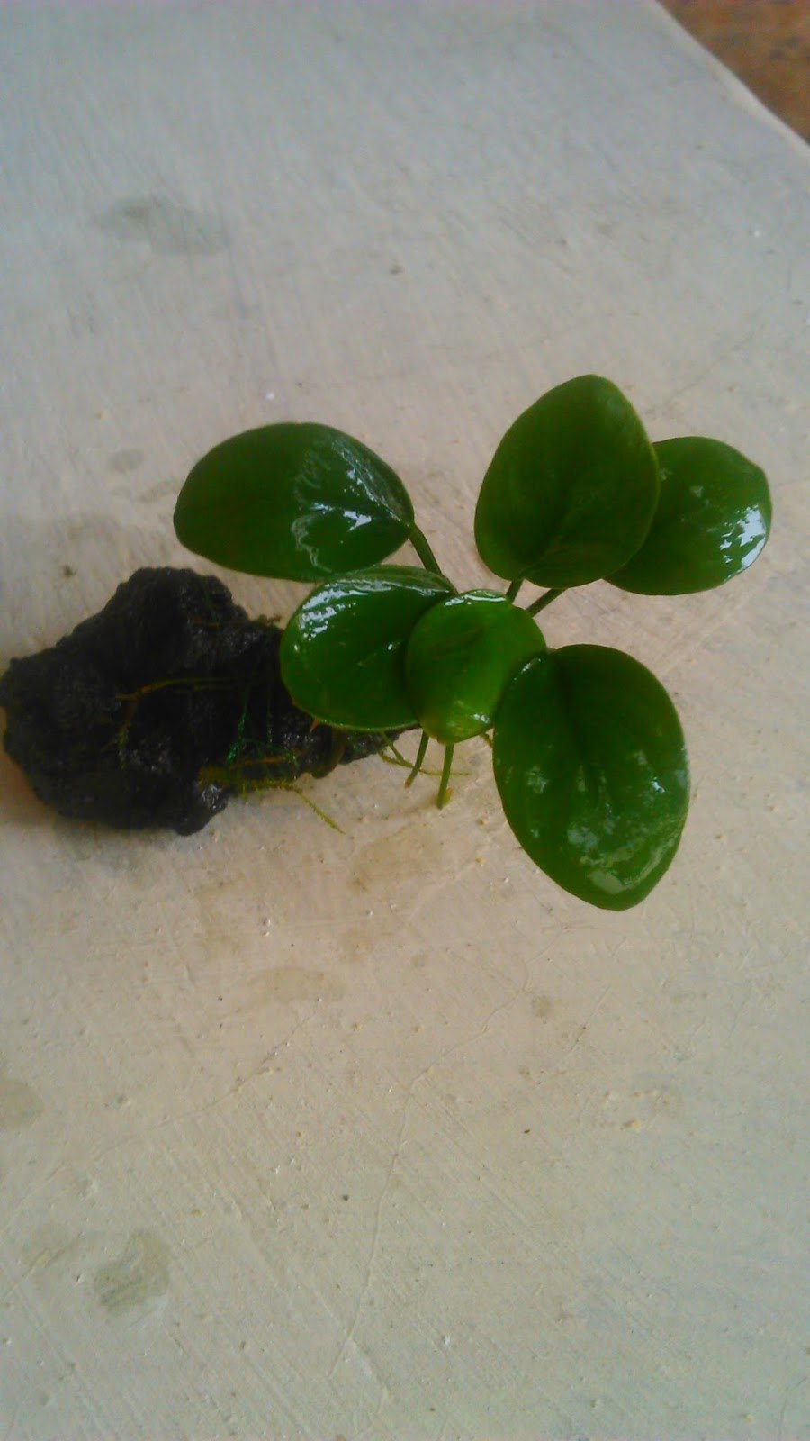 Анубиас марбл панда