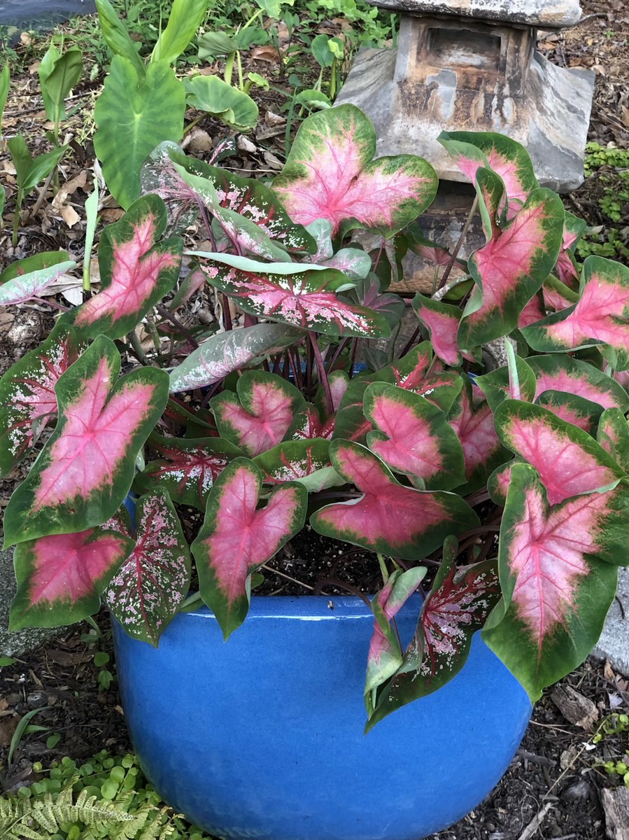 Каладиум гибридный