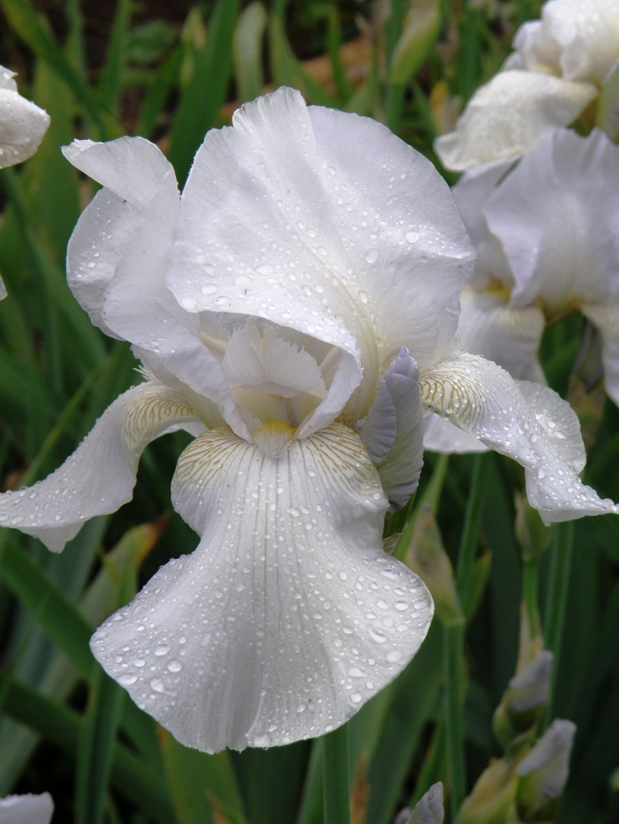 Ирис Уайт Свирл