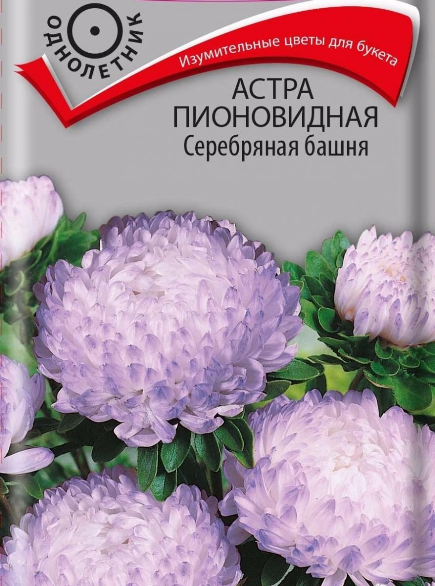 Астра пионовидная