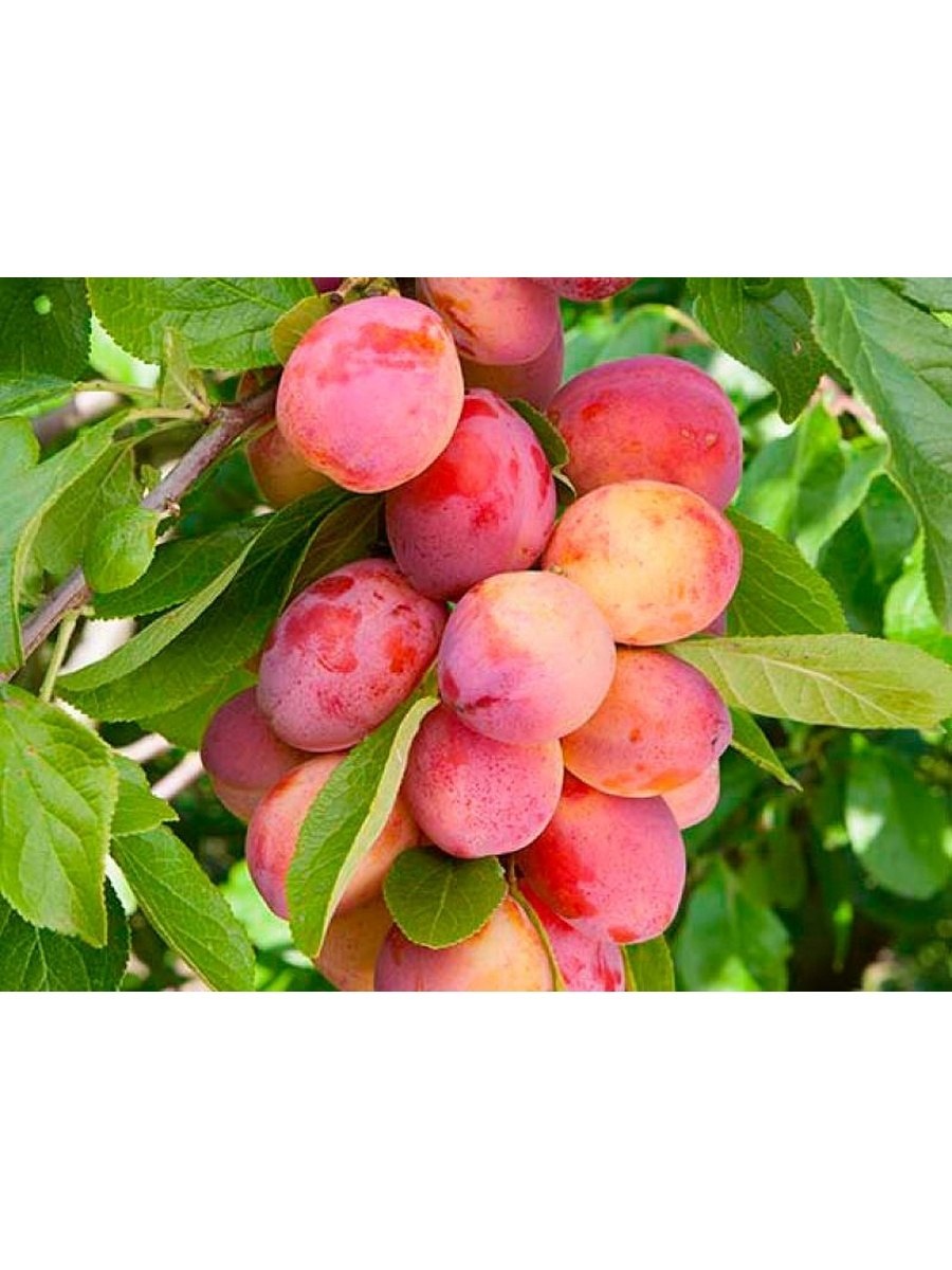 Слива-абрикос колоновидная шедевр