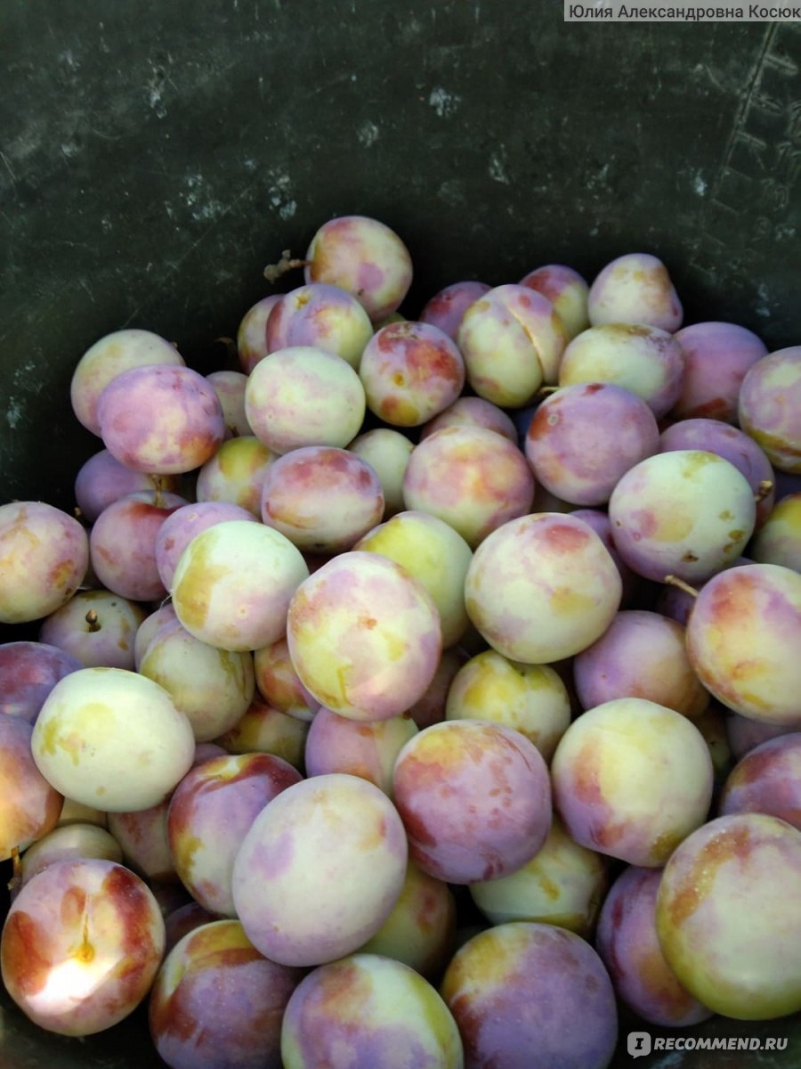 Слива колоновидная Блю Свит