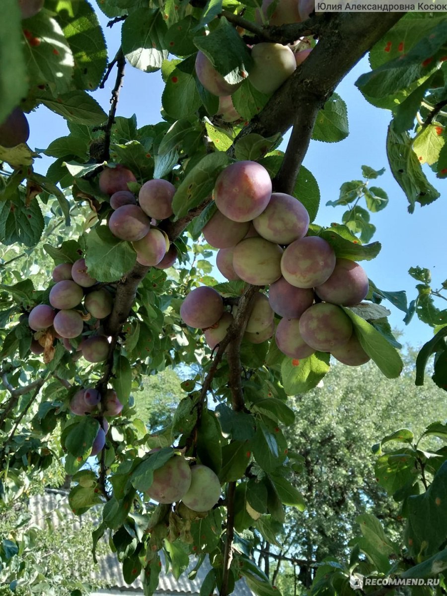 Катерина сорта слив