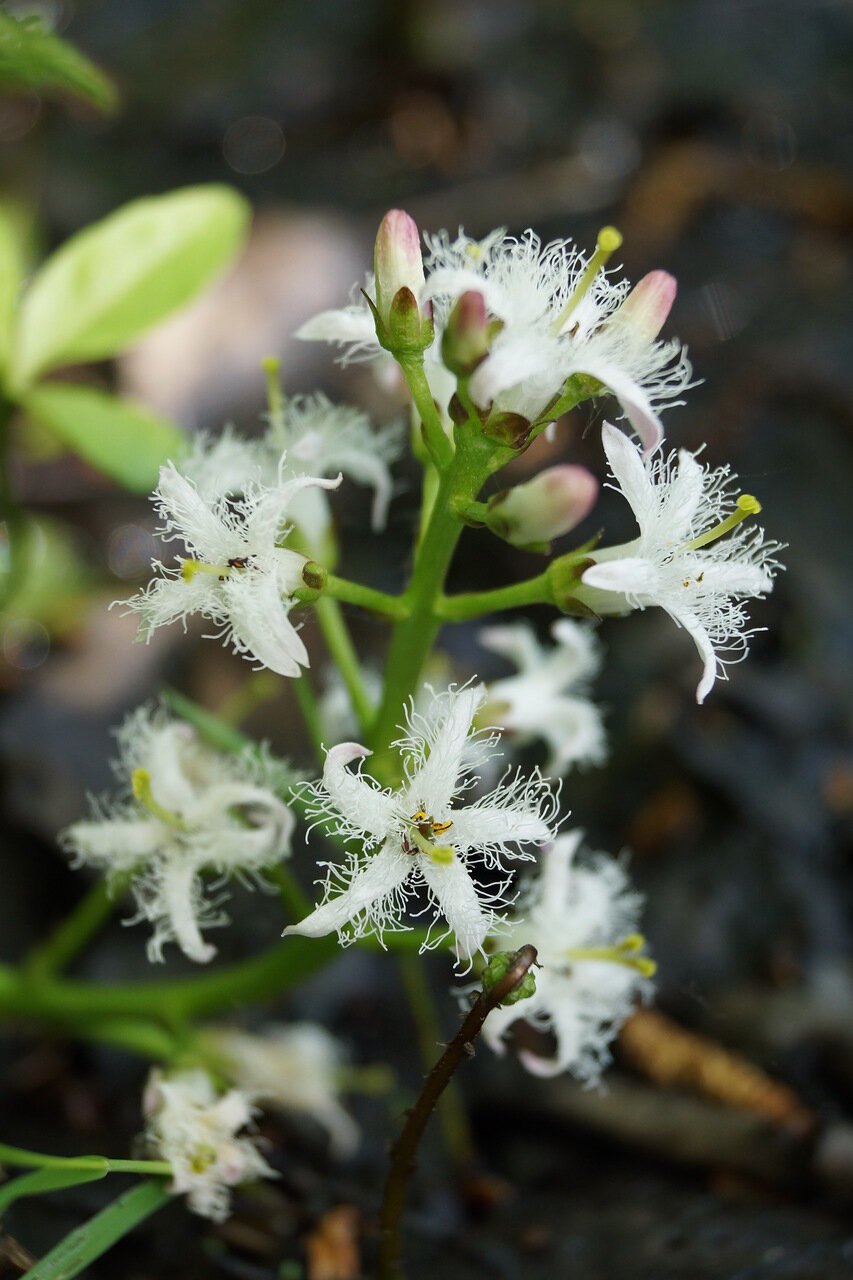 Вахта трехлистная – Menyánthes trifoliate l.