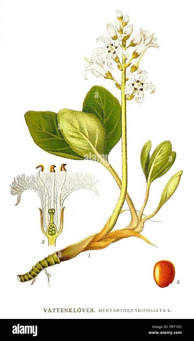 Вахта трехлистная (Menyanthes trifoliata)
