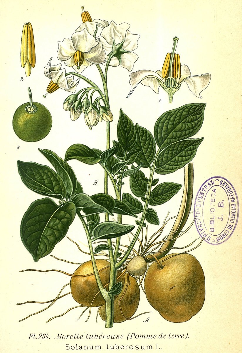 Паслен клубненосный