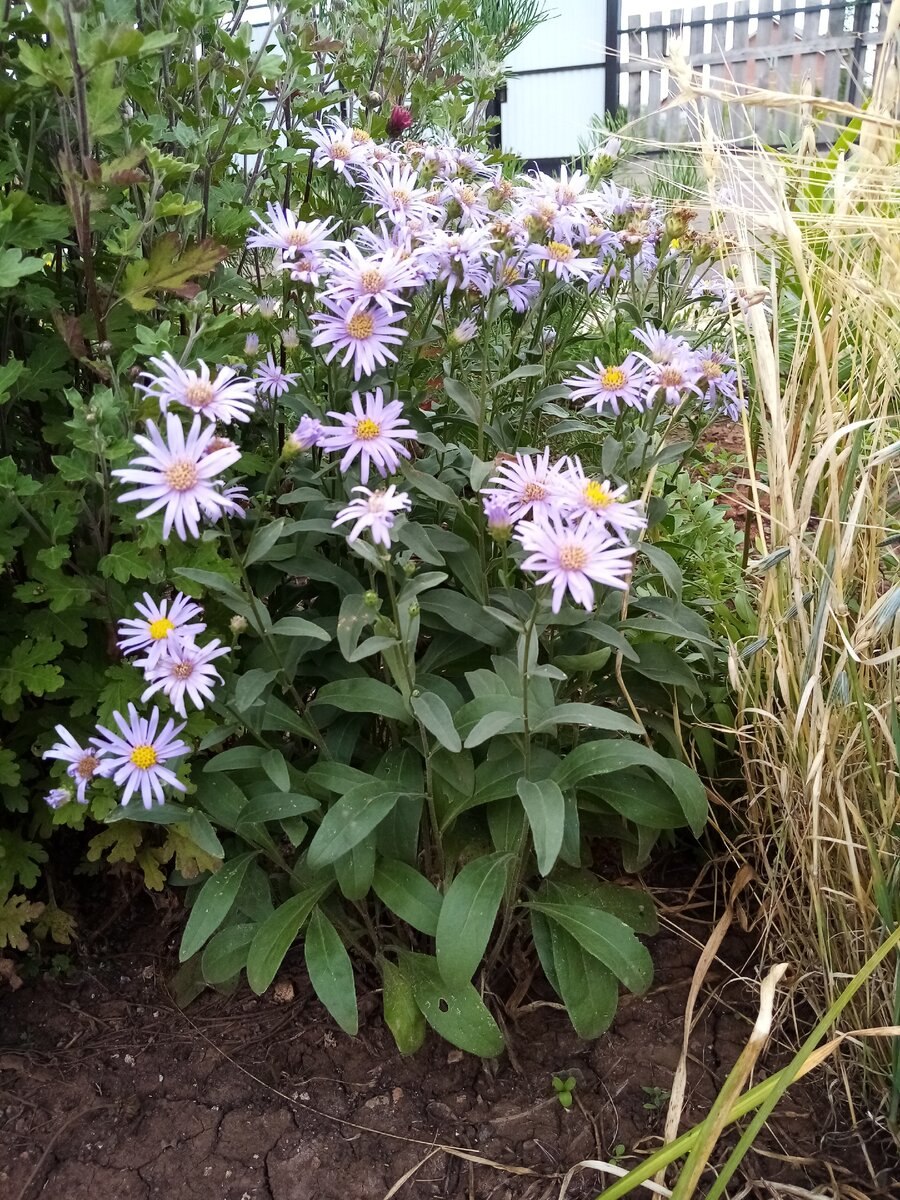 Астра степная внешний вид