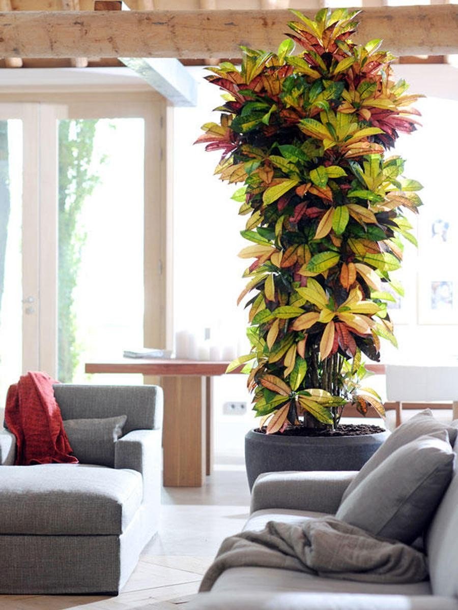 Монстера комнатное растение