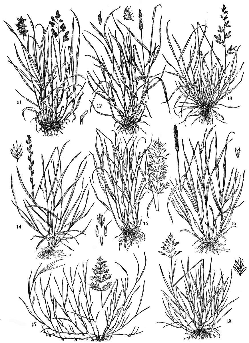 Мятлик Луговой Растениеводство