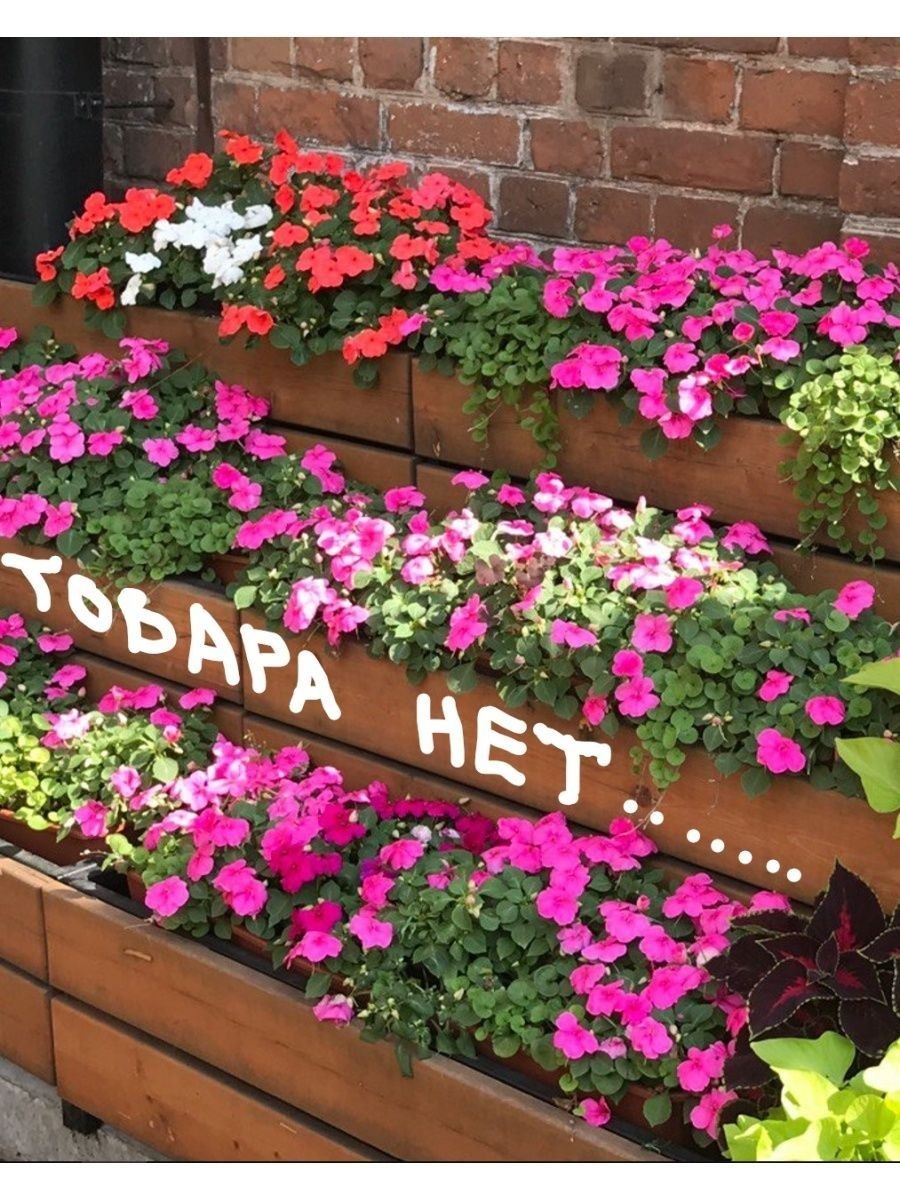 Лаватера цветок однолетний