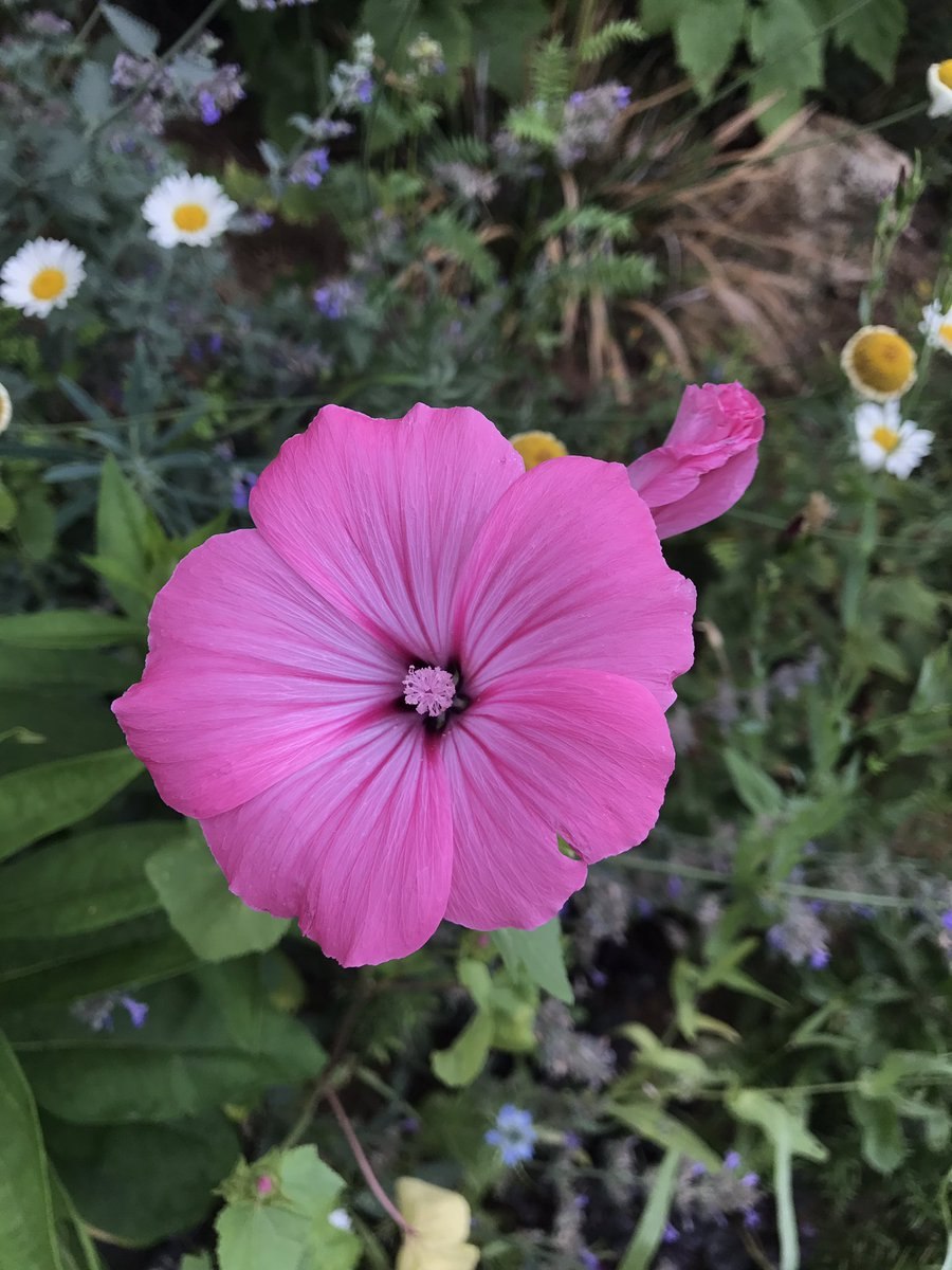 Лаватера меланж