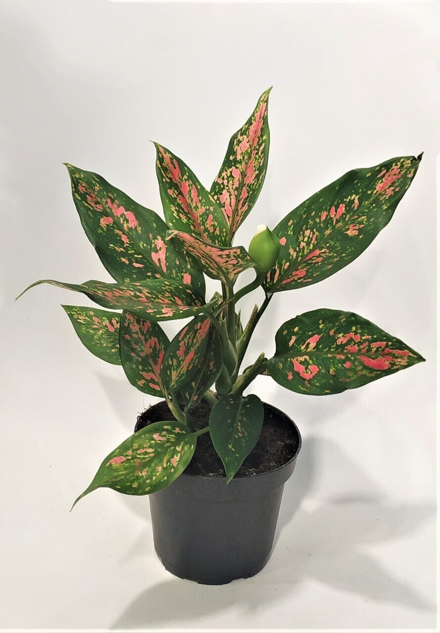 Аглаонема ред бейби