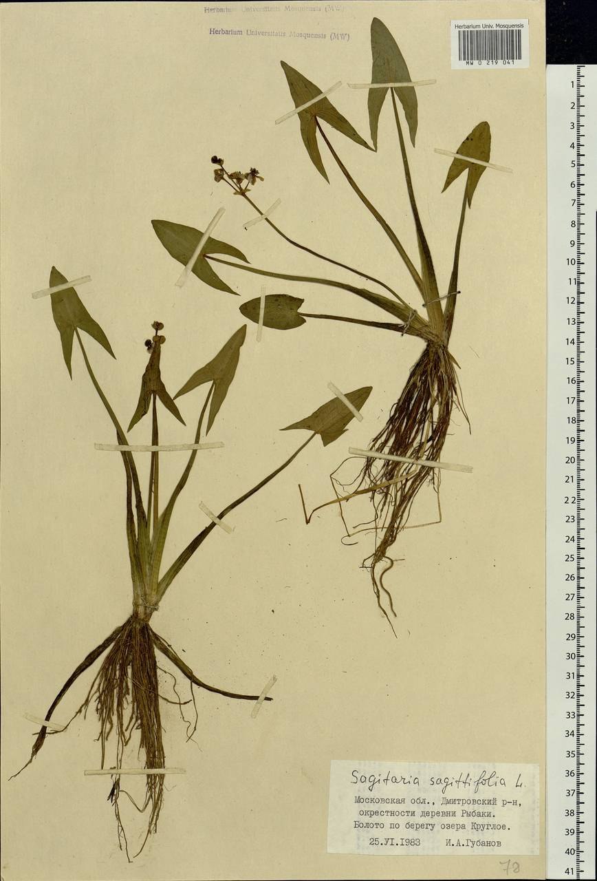 Стрелолист на отмели