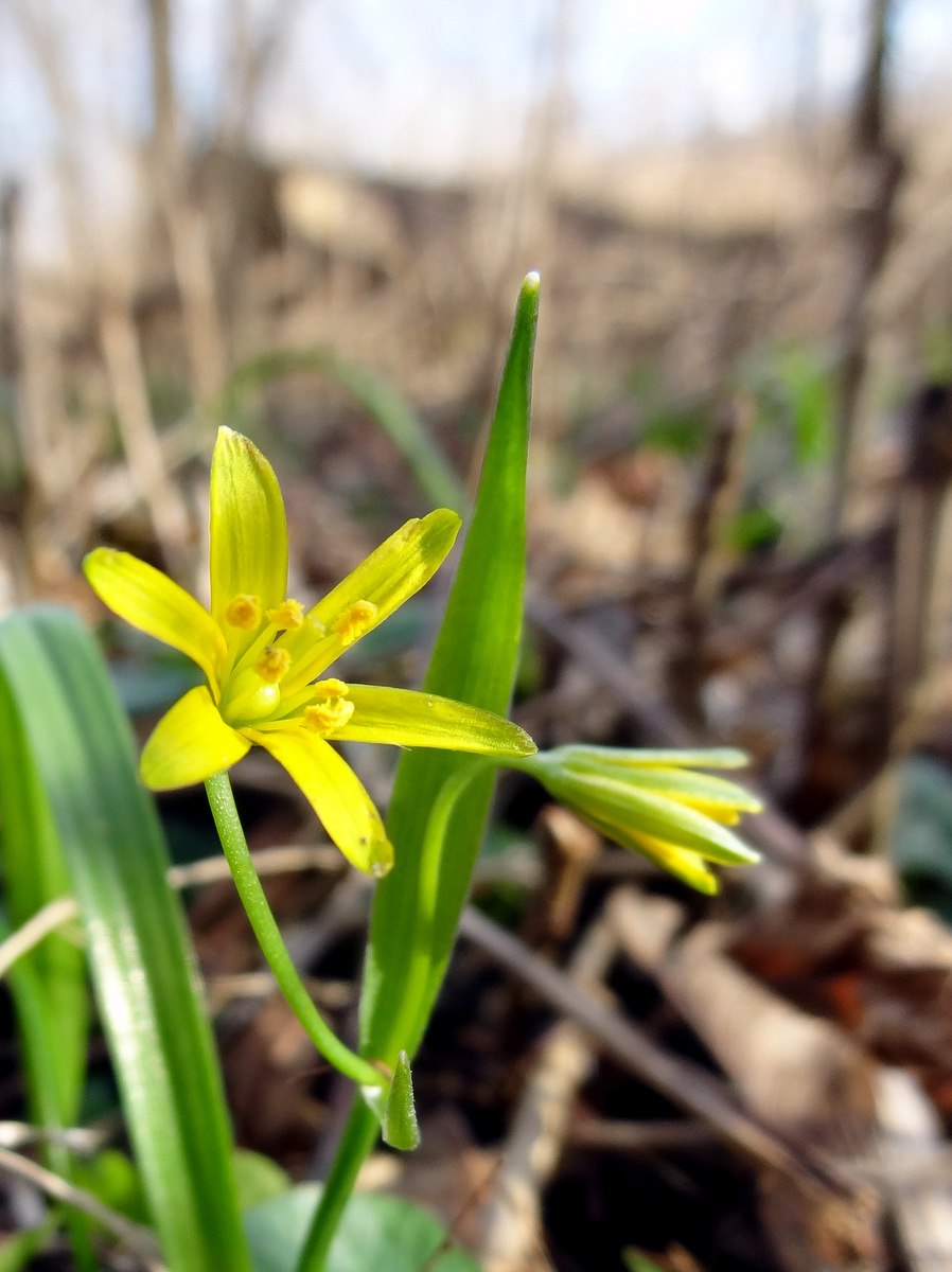 Gagea lutea