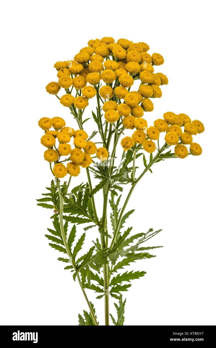 Tagetes tenuifolia рисунок