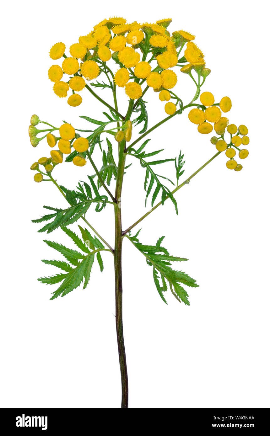 Полынь горькая (Artemisia absinthium)