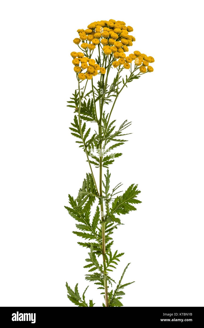 Цветки пижмы на белом фоне