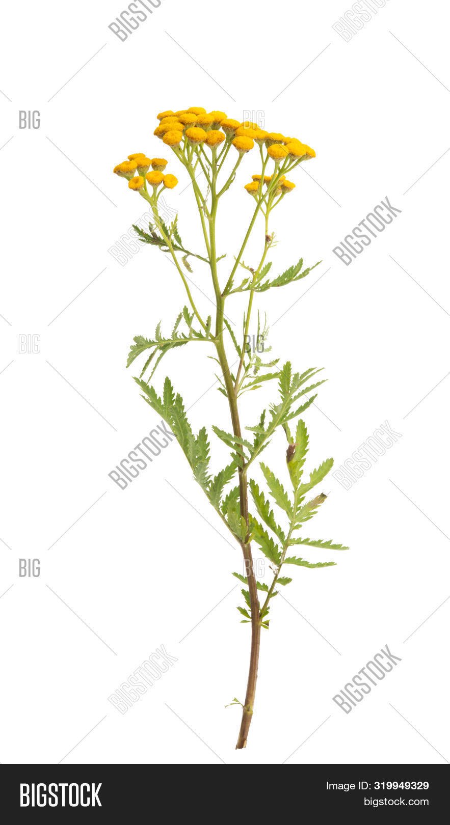 Где взять веточку пижмы