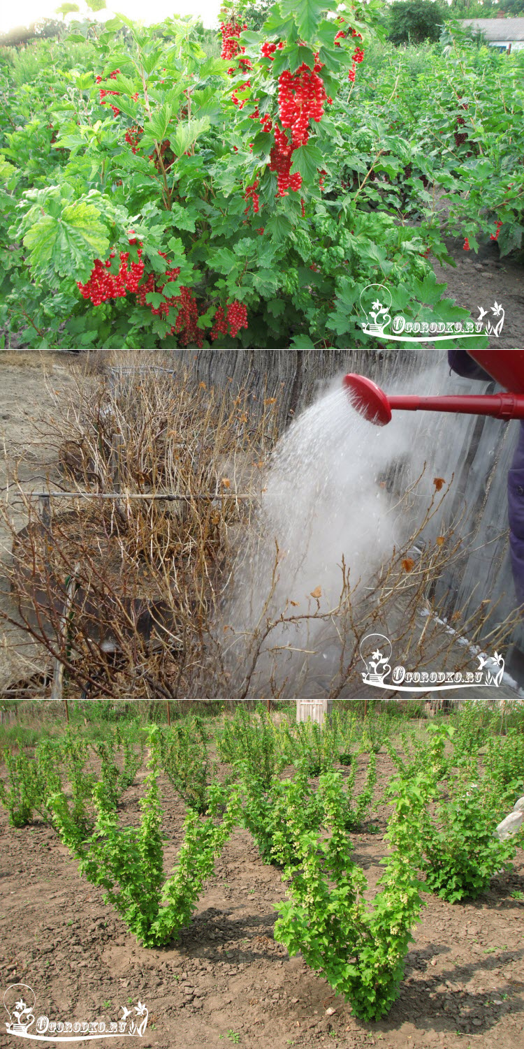Опрыскивание смородины весной
