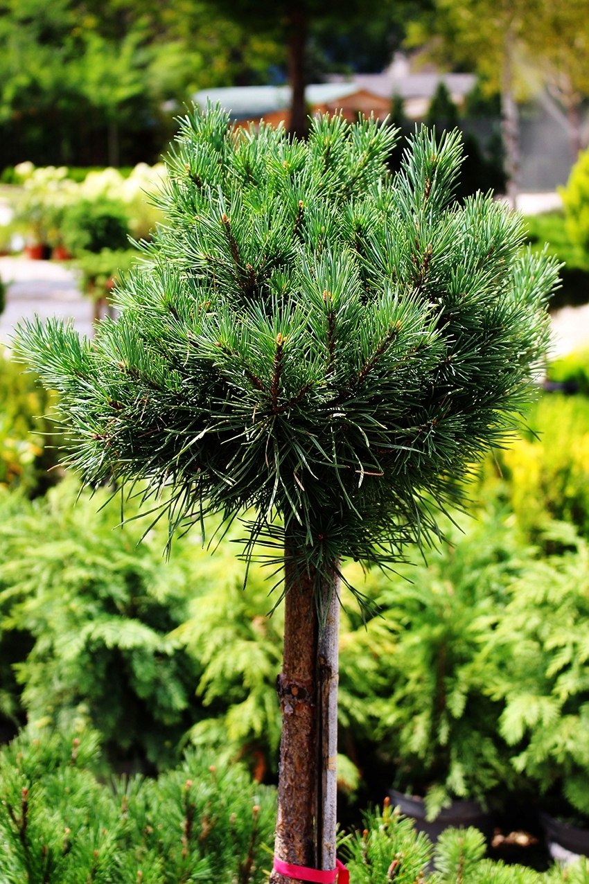 Pinus Sylvestris Watereri