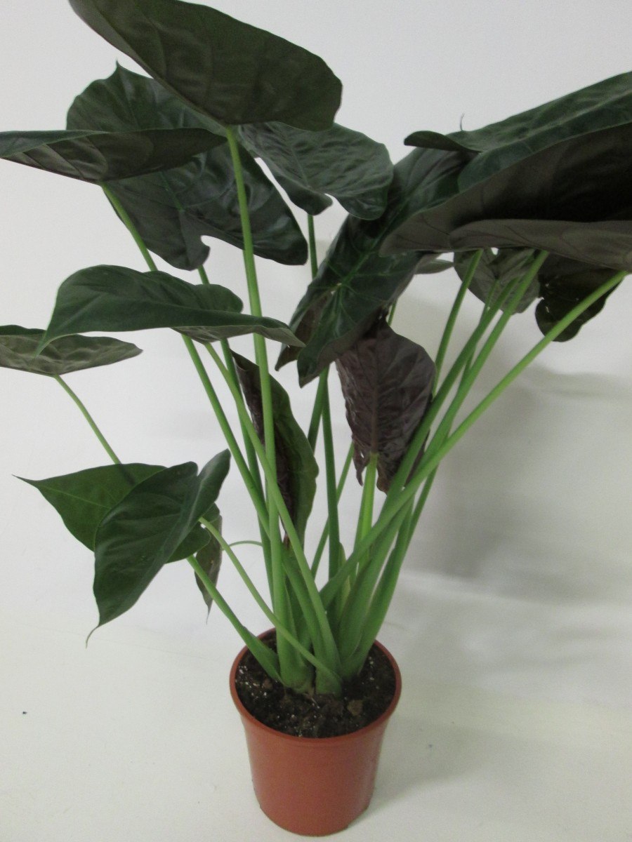 Алоказия wentii