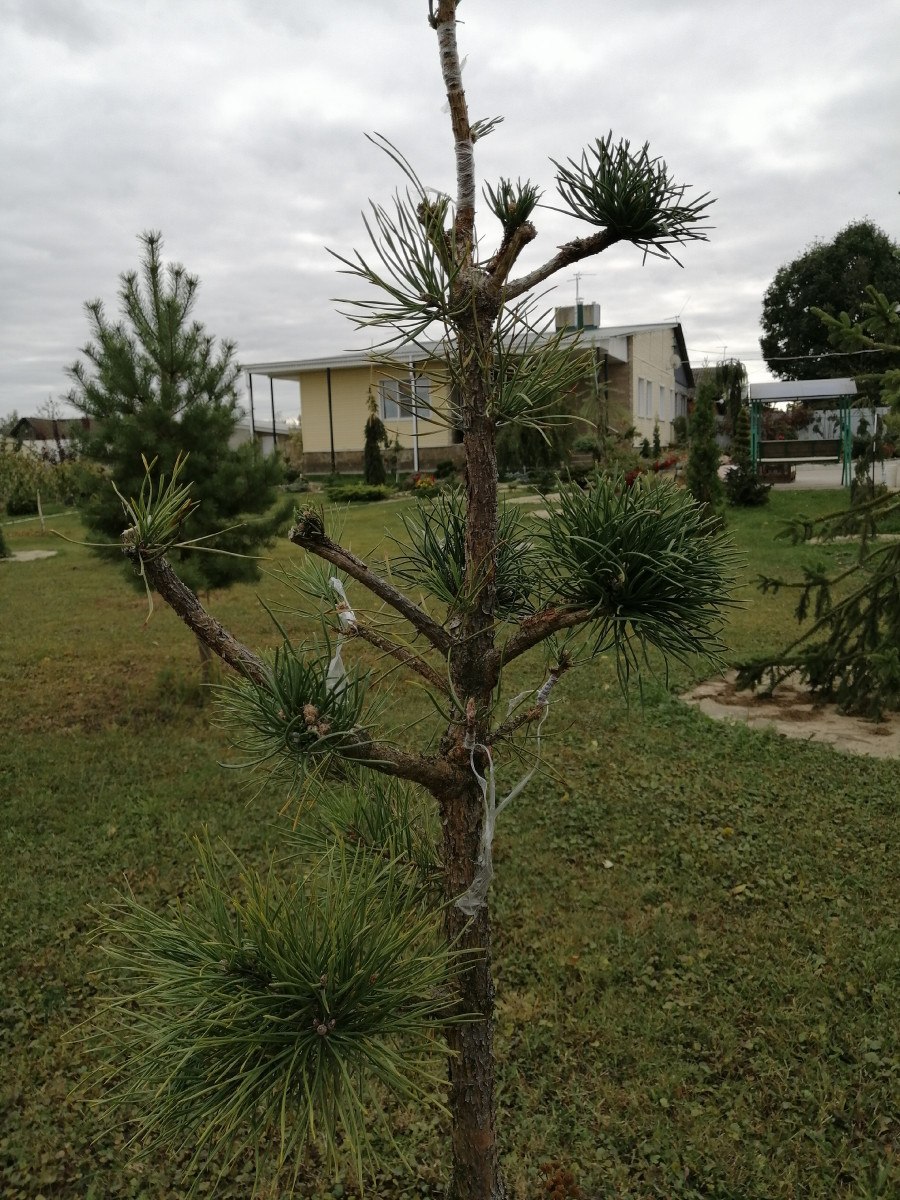 Pinus mugo 'hnízdo'