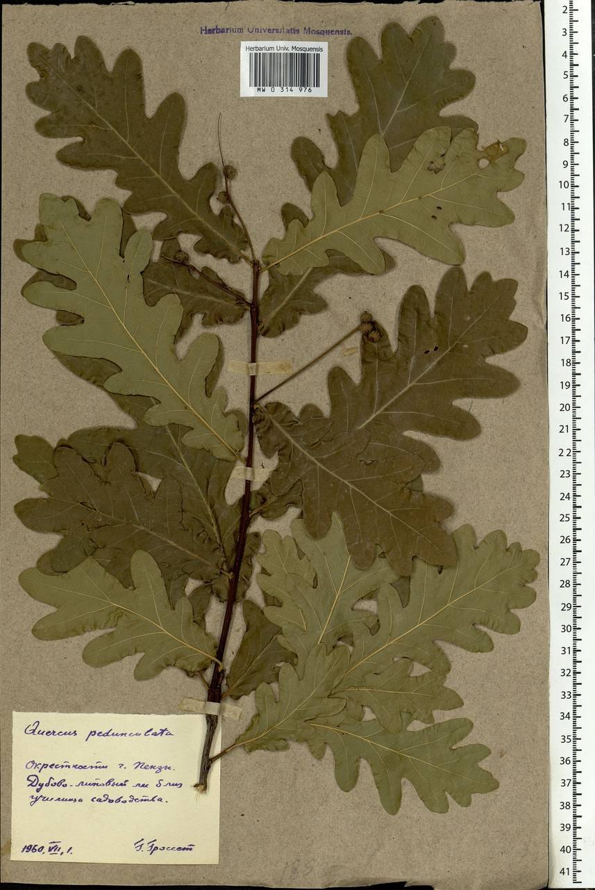4. Quercus Robur l. ‒ дуб черешчатый.