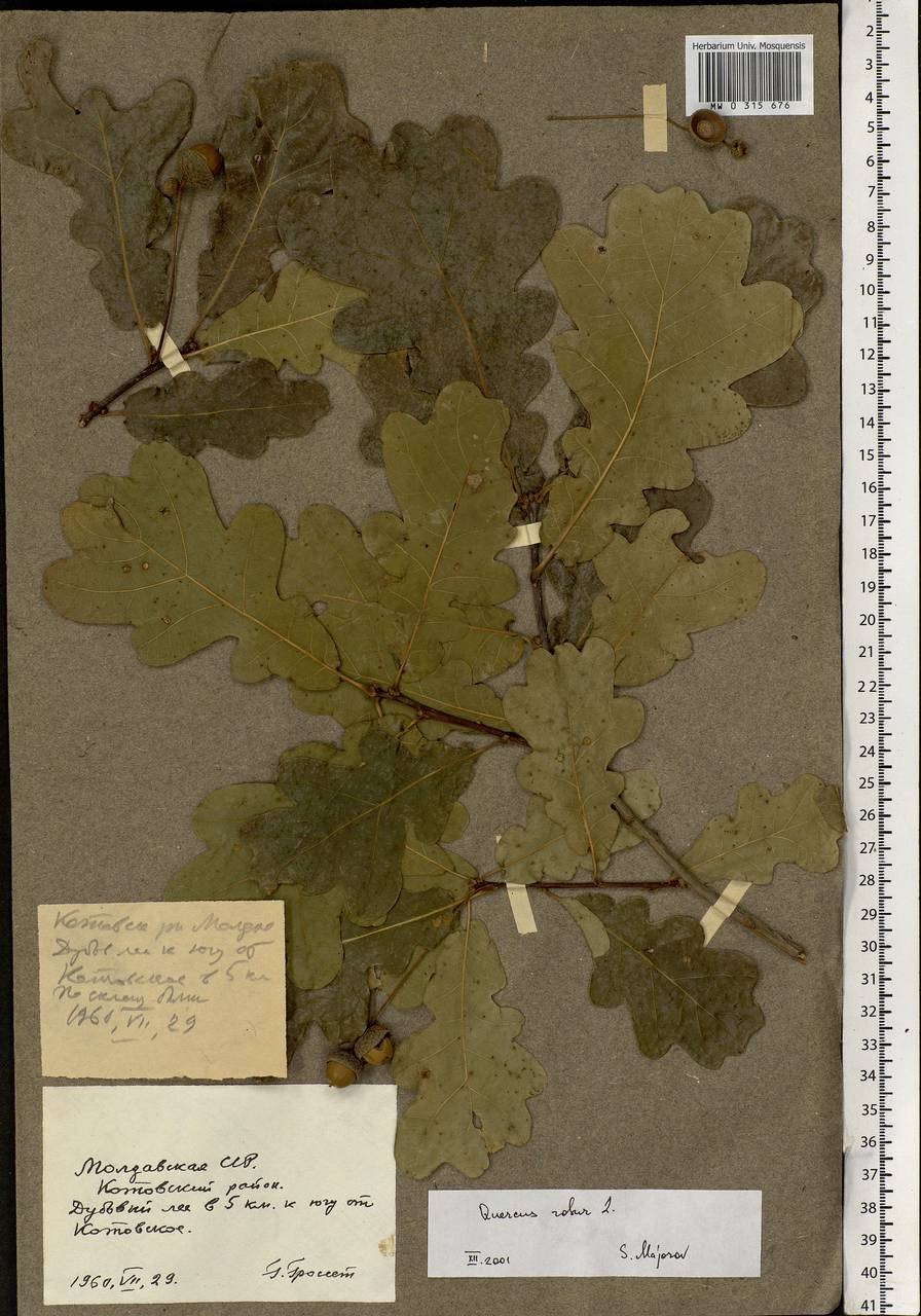 Дуб черешчатый (Quercus Robur)