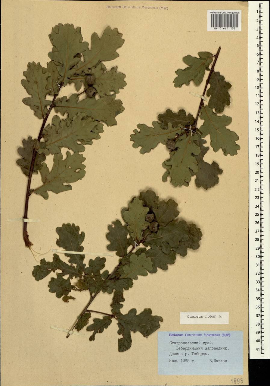 Quercus mongolica
