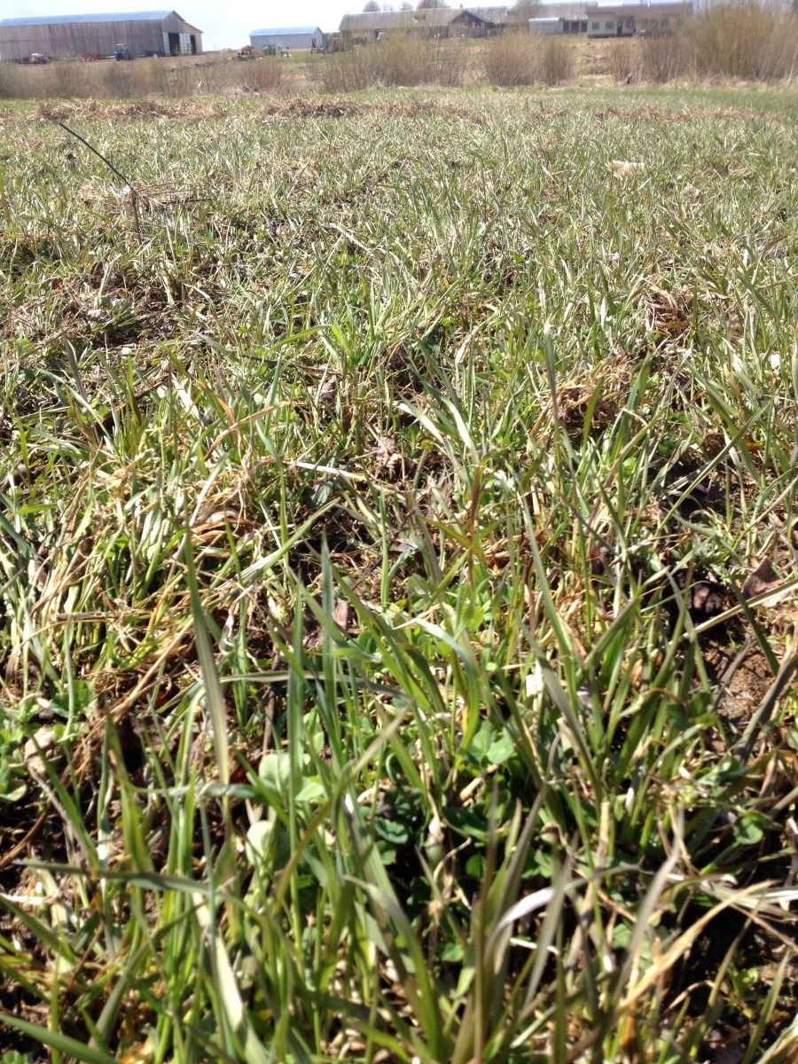 Клеверно-люцерноновое поле