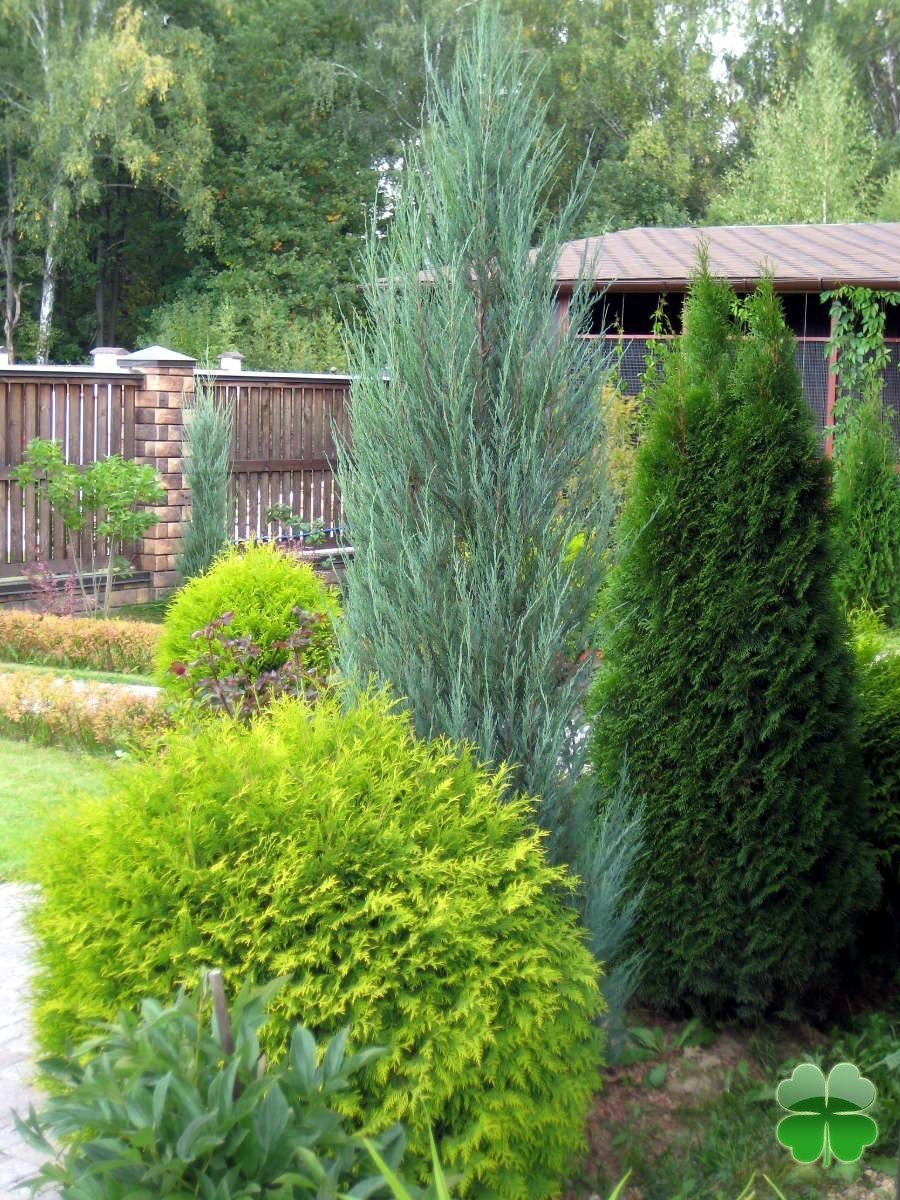 Туя можжевельник ландш