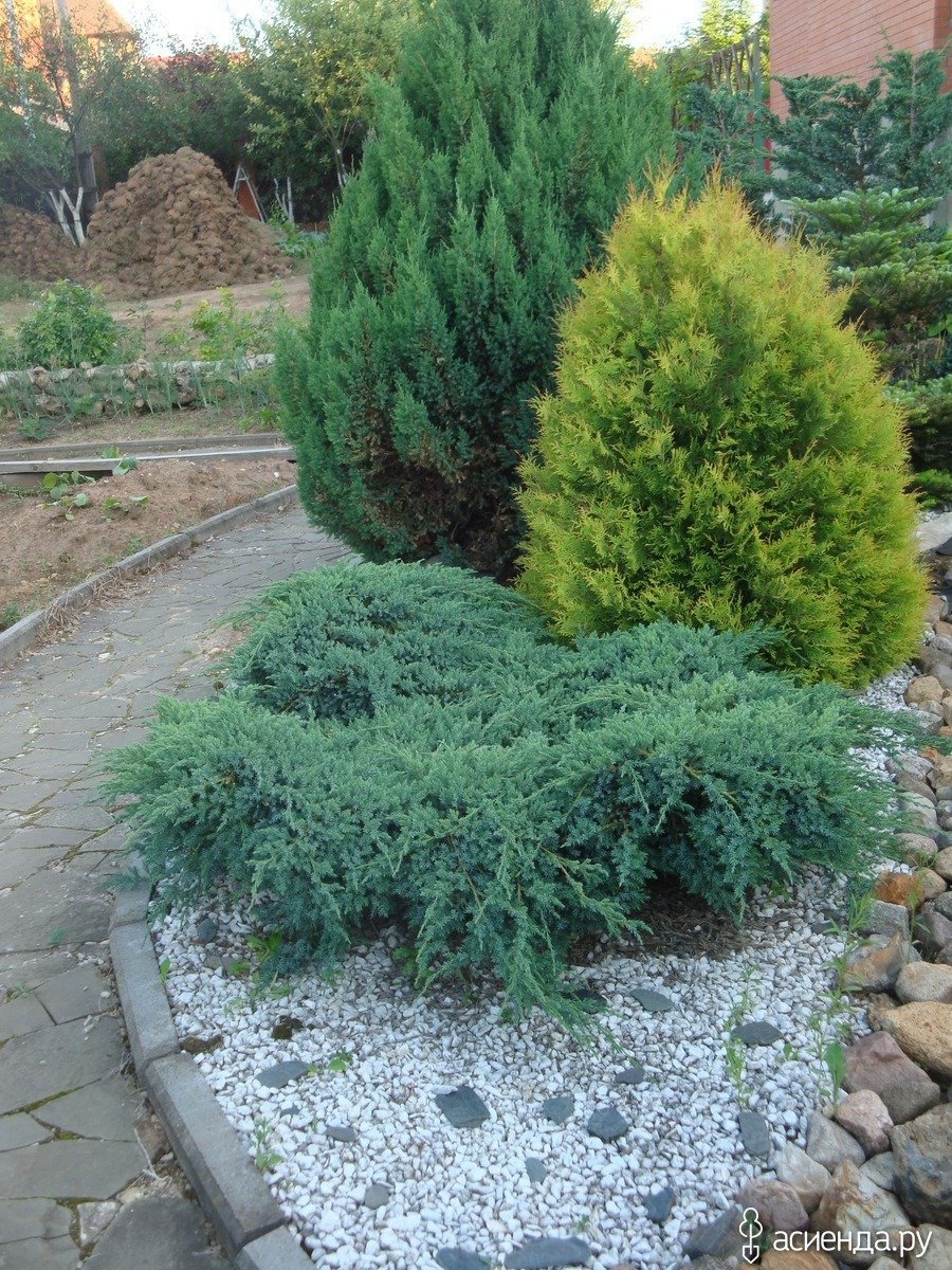 Лаймлайт можжевельник