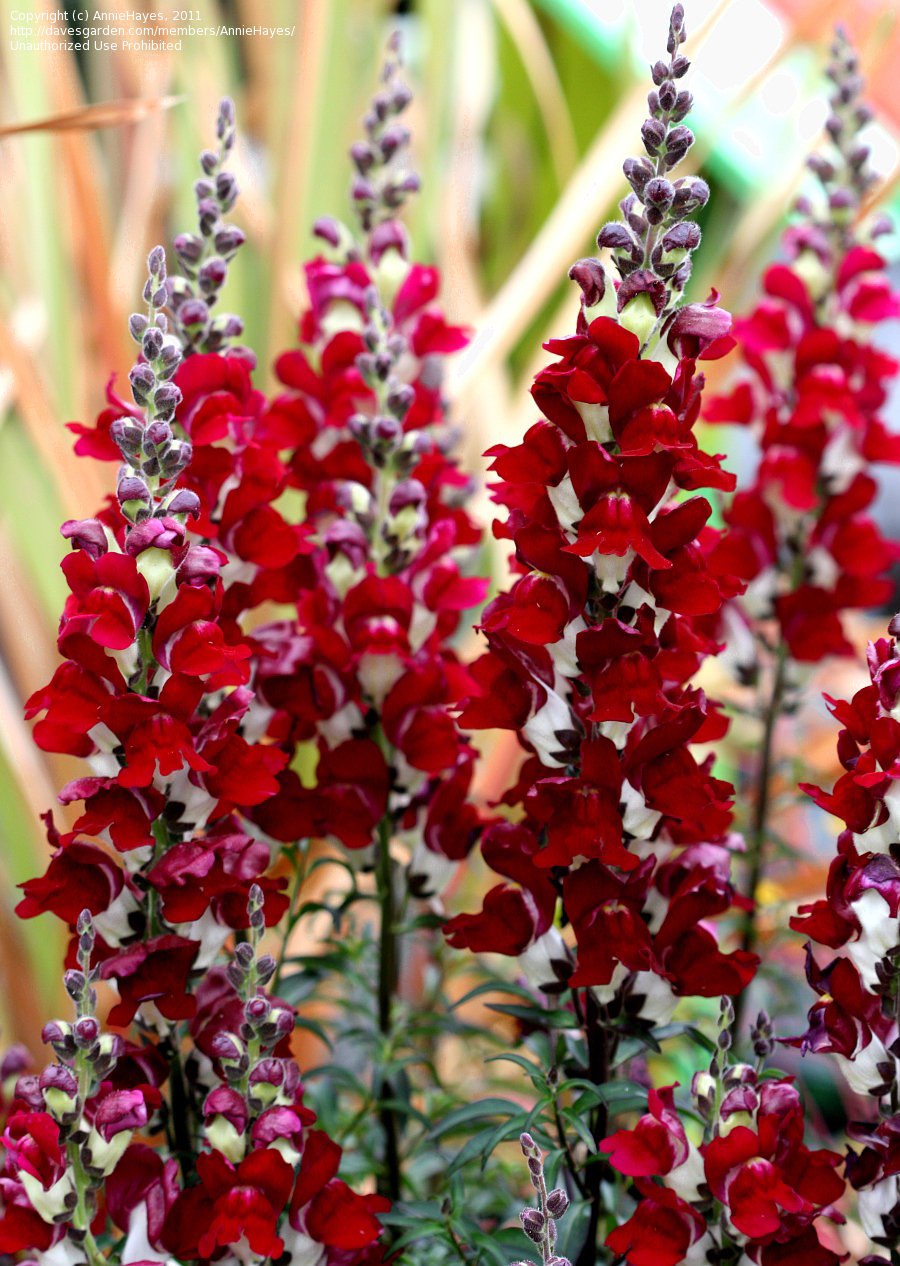 Львиный зев цветок однолетник