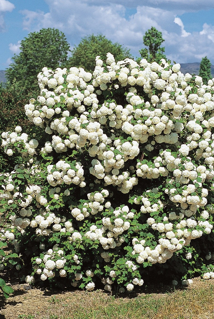 Калина обыкновенная (Viburnum opulus l.)