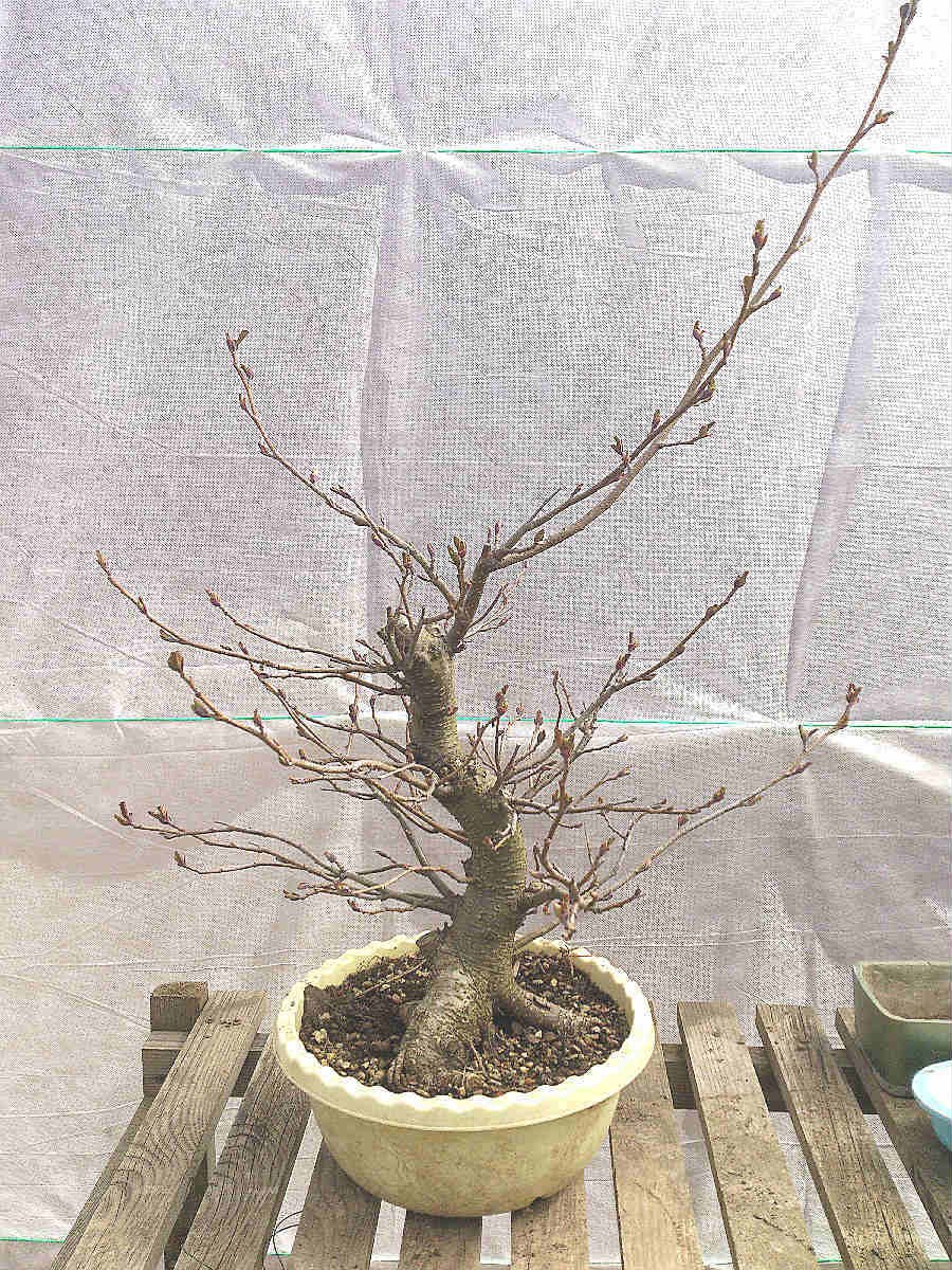 Ольха подрезка